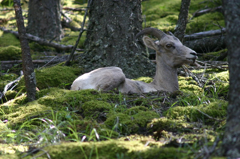800px Bighorn Sheep Resting on Forest Floor